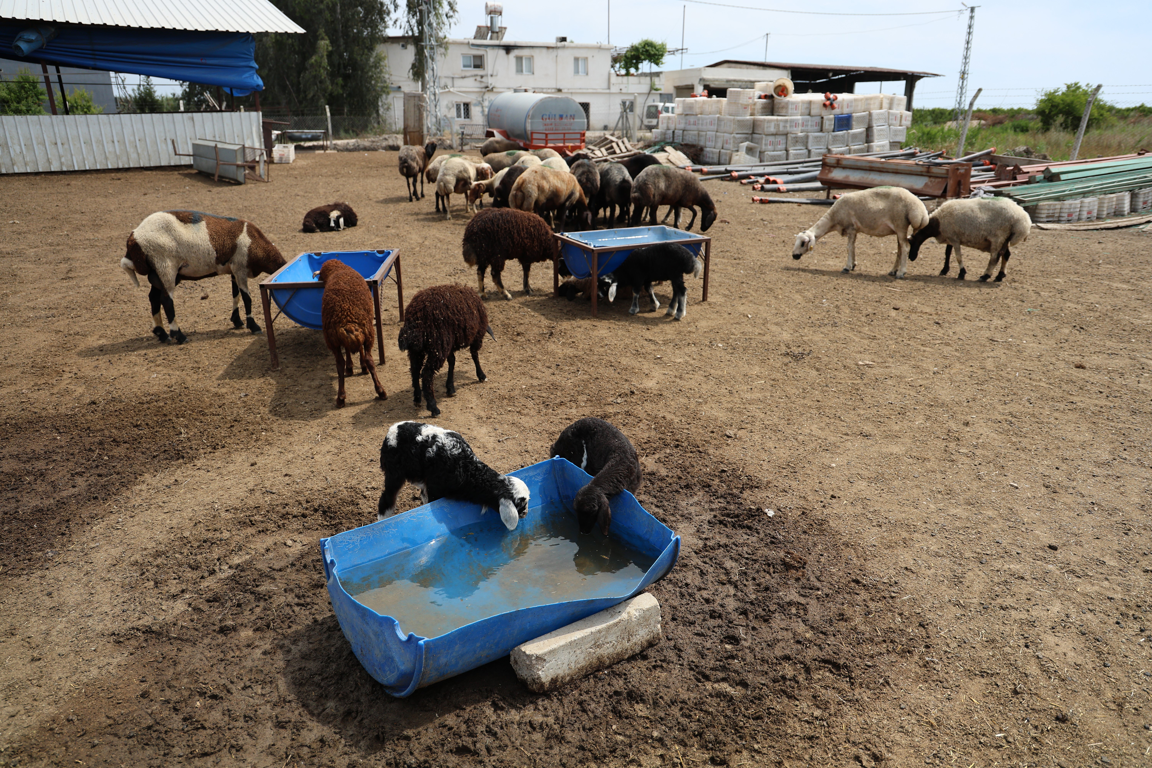 Adana’da Meraya Döküne Zehir 77 Koyunu Telef Etti-1
