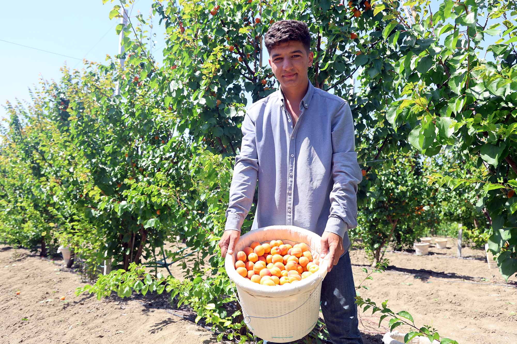 Amik Ovası’nda Kayısı Hasadı Yüz Güldürdü (2)