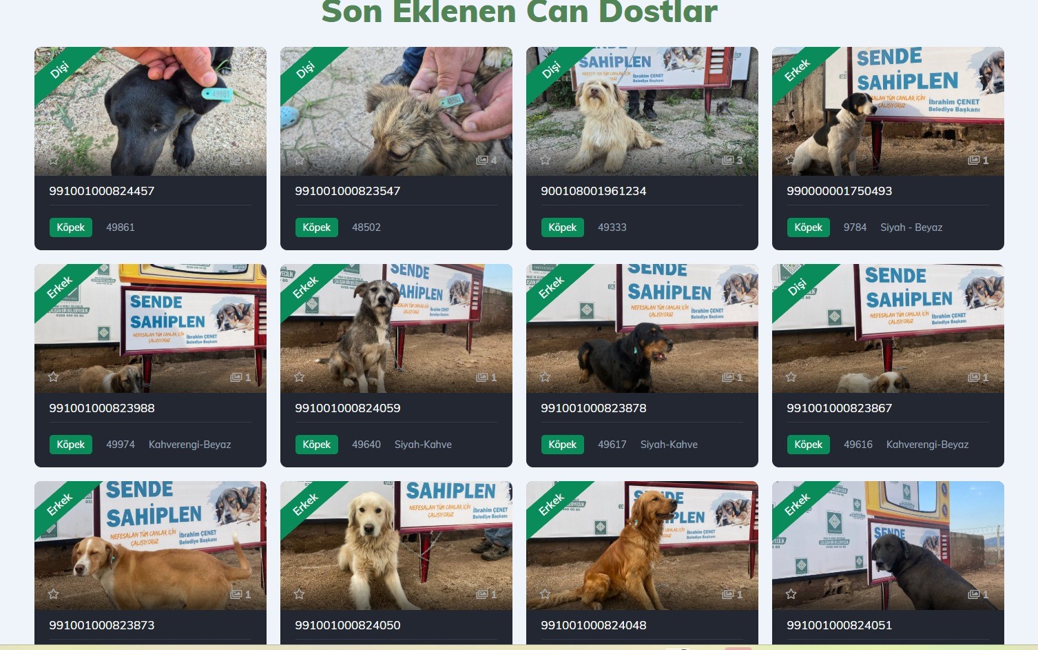 Barınaklara Dijital Dönüşüm Sahiplenmek Artık Bir Tık Uzağınızda-1