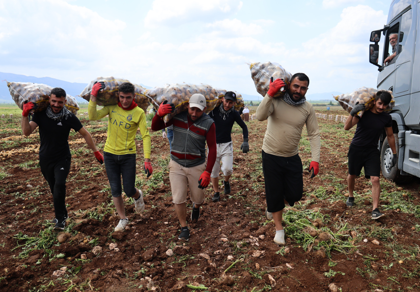250 Ton Patates Yükleyip 100 Bin Lira Kazanıyorlar Bu Işi Herkes Yapamaz (5)