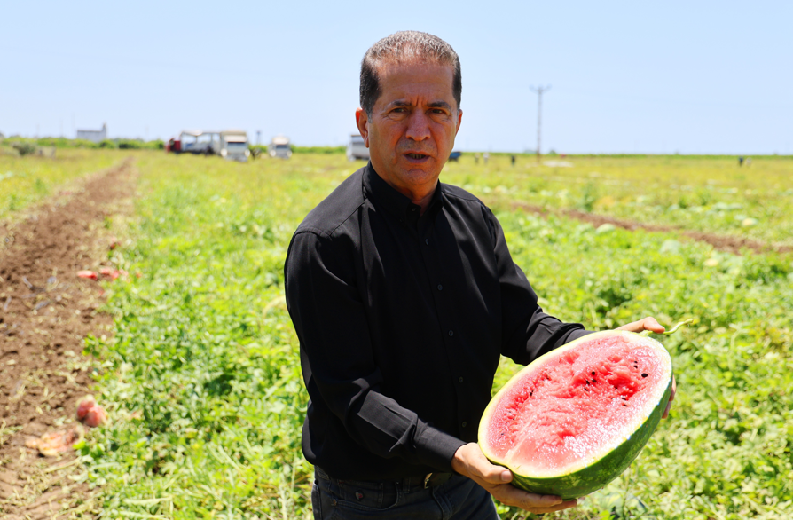 Adanada Soğuk Hava Karpuzu Vurdu Fiyatlar 10 Liranın Altına Geriledi (2)