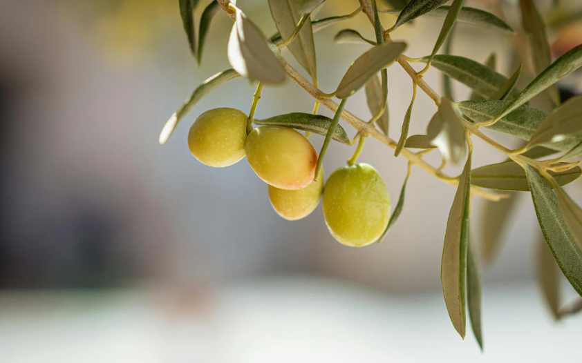 Adaso Başkanından Zeytin Yasası Uyarısı Ne Doğa Feda Edilmeli Ne De Üretim (2)