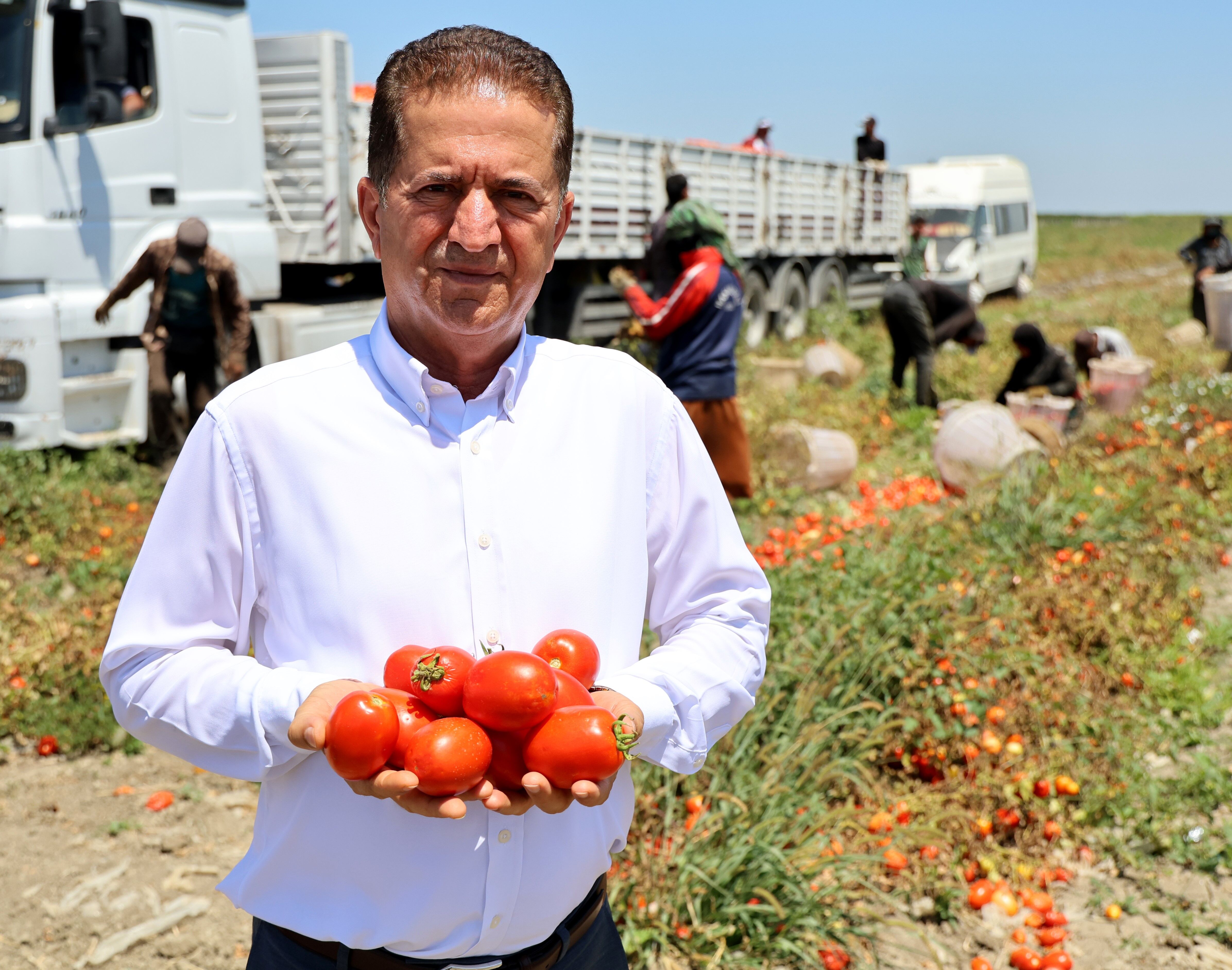 Domates Tarlada Kaldı Üretici Maliyeti Bile Çıkaramıyor (1)-1