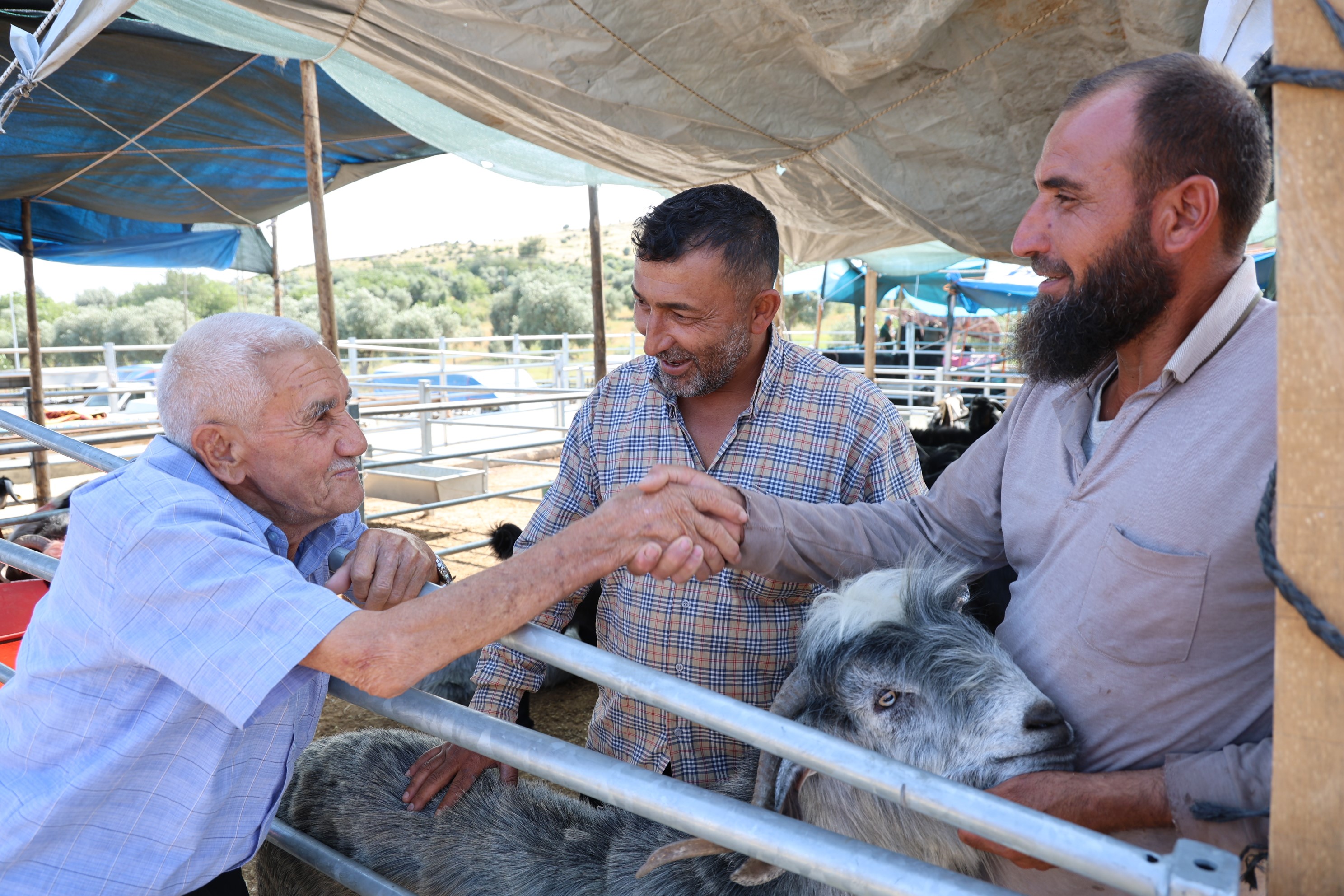 Kurban Pazarının Gözdesi 153 Kiloluk Paşa Ilgi Odağı Oldu-1