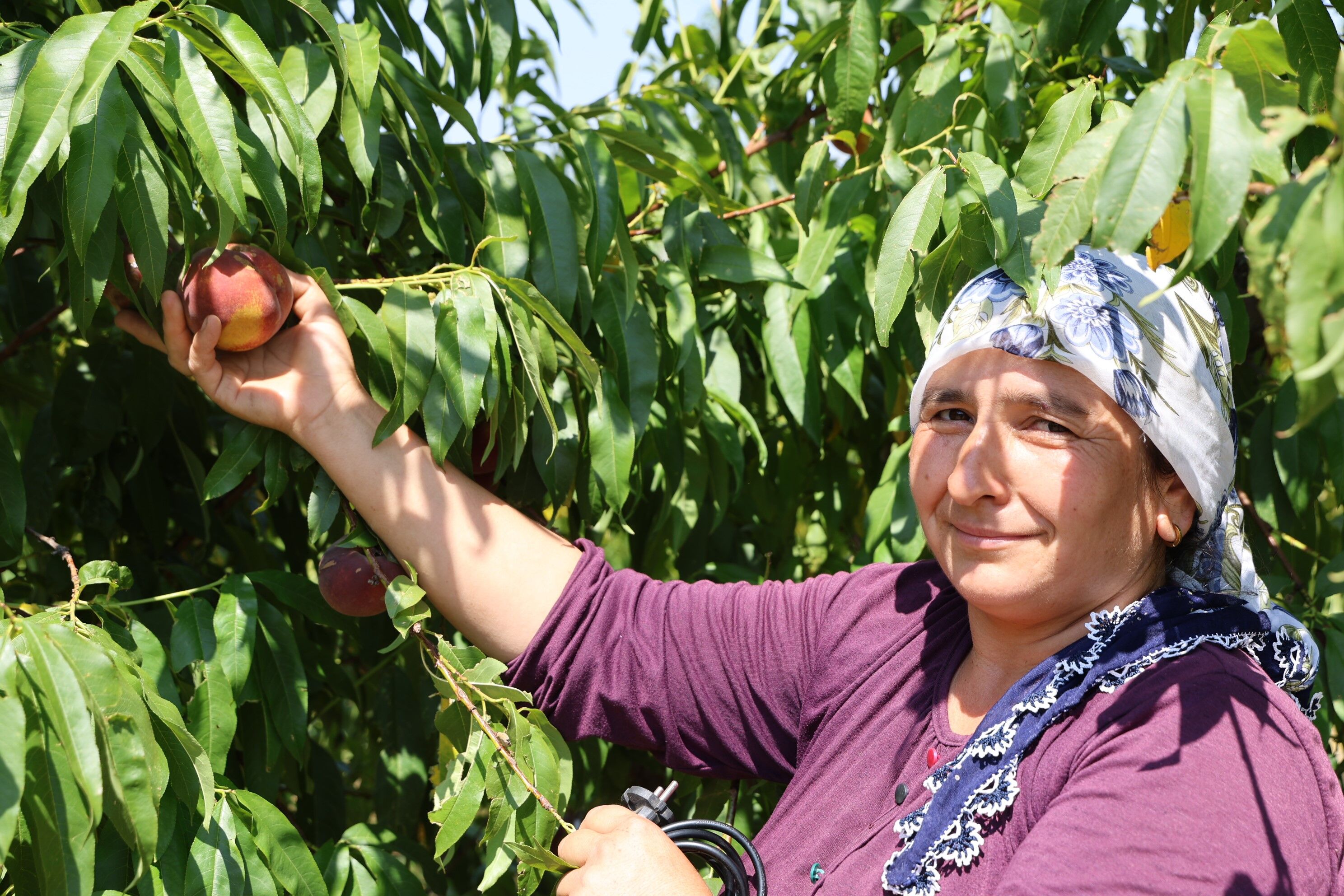 Çukurova Şeftaliyi Don Vurdu Rekolte Yüzde 90 Düştü (3)