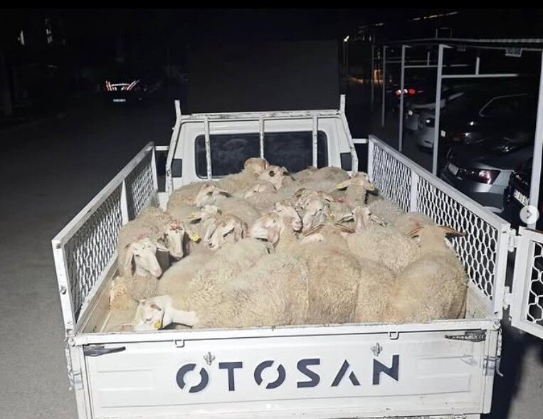 Hayvan Pazarlığı Hırsızlığa Dönüştü 32 Küçükbaşla Kaçtılar