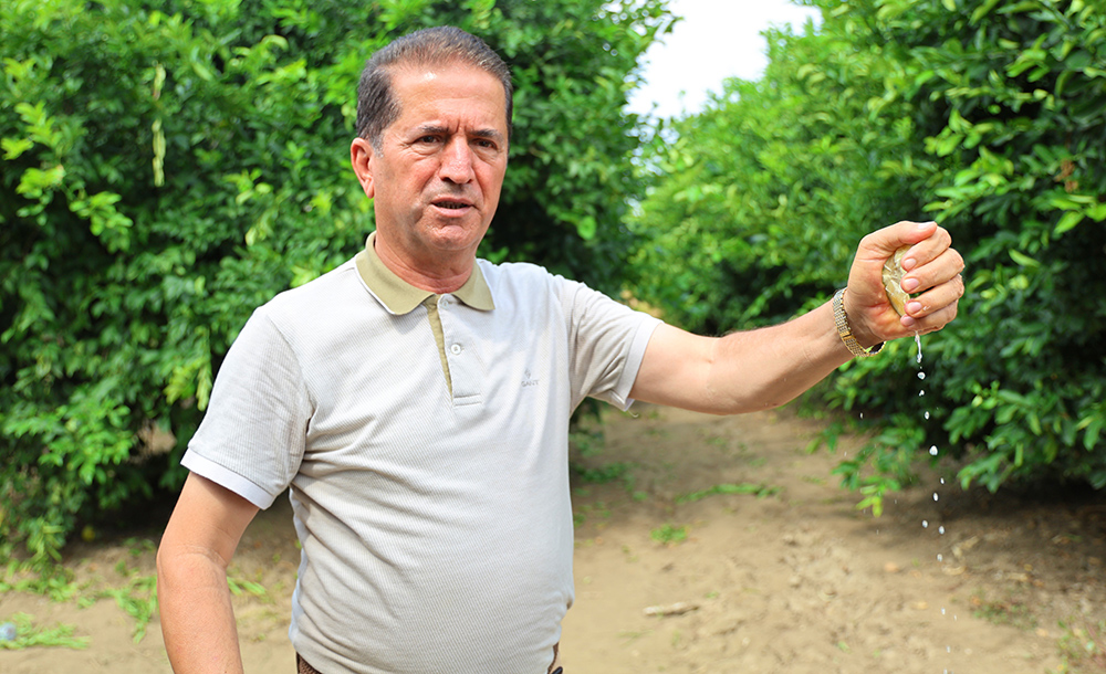 150 Liralık Limon İçin Adana’da Hasat Mesaisi Başladı (1)