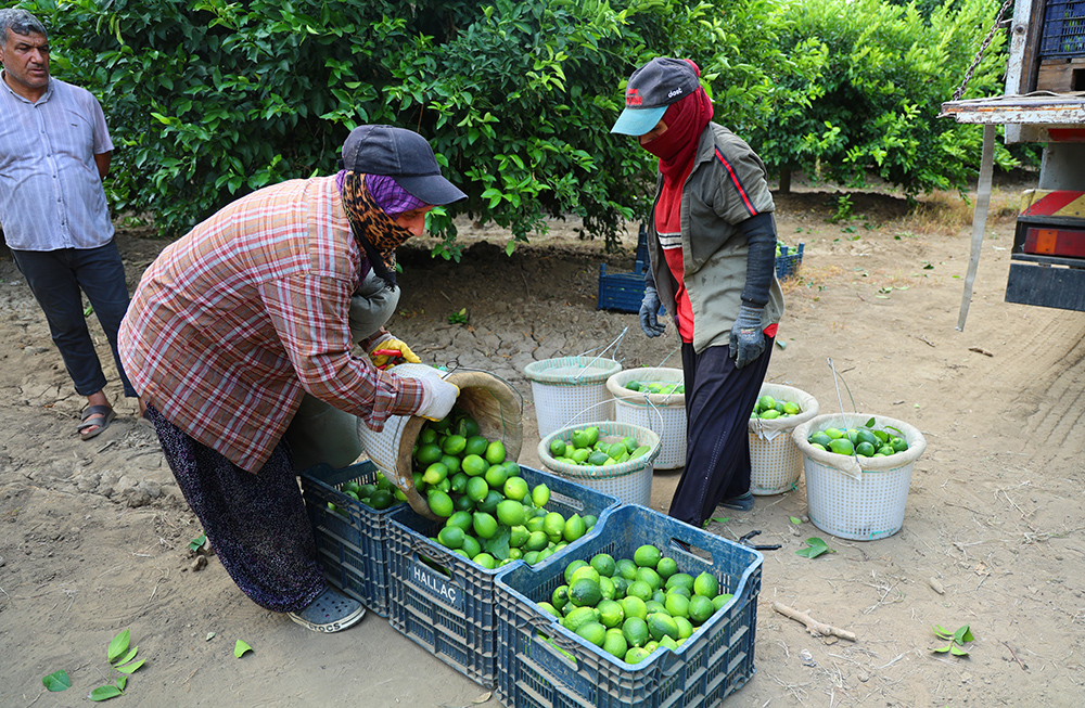 150 Liralık Limon İçin Adana’da Hasat Mesaisi Başladı (2)