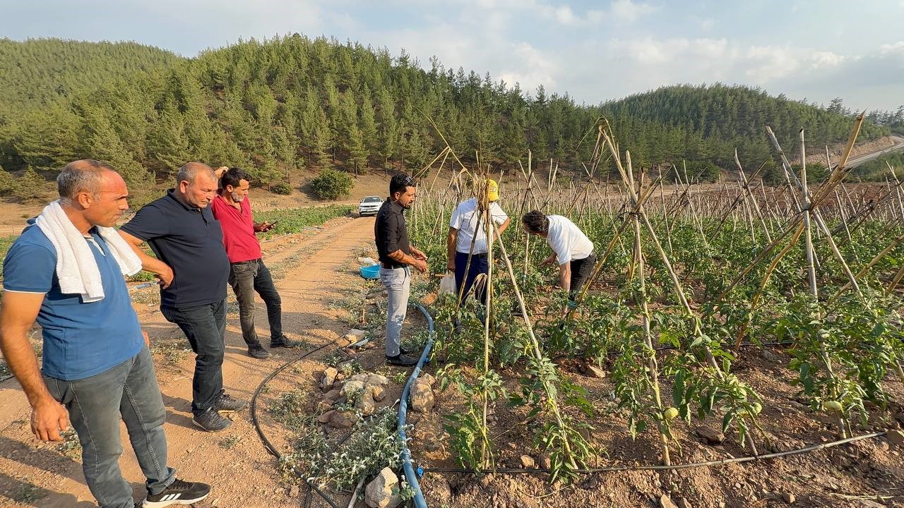 Adana’da Atıl Araziler Domates Üretim Merkezi Oldu (2)
