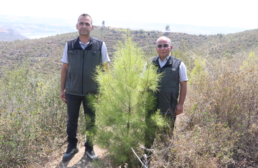 Aladağ’da Küllerden Doğan Hayat 1 Milyon 175 Bin Fidanla Yeniden Yeşeriyor (1)