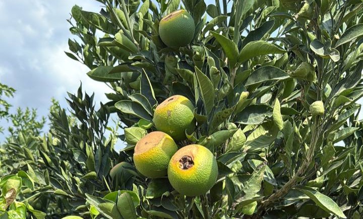 Çukurova Çiftçisini Aşırı Sıcak Vurdu Barut’tan Acil Destek Çağrısı (2)