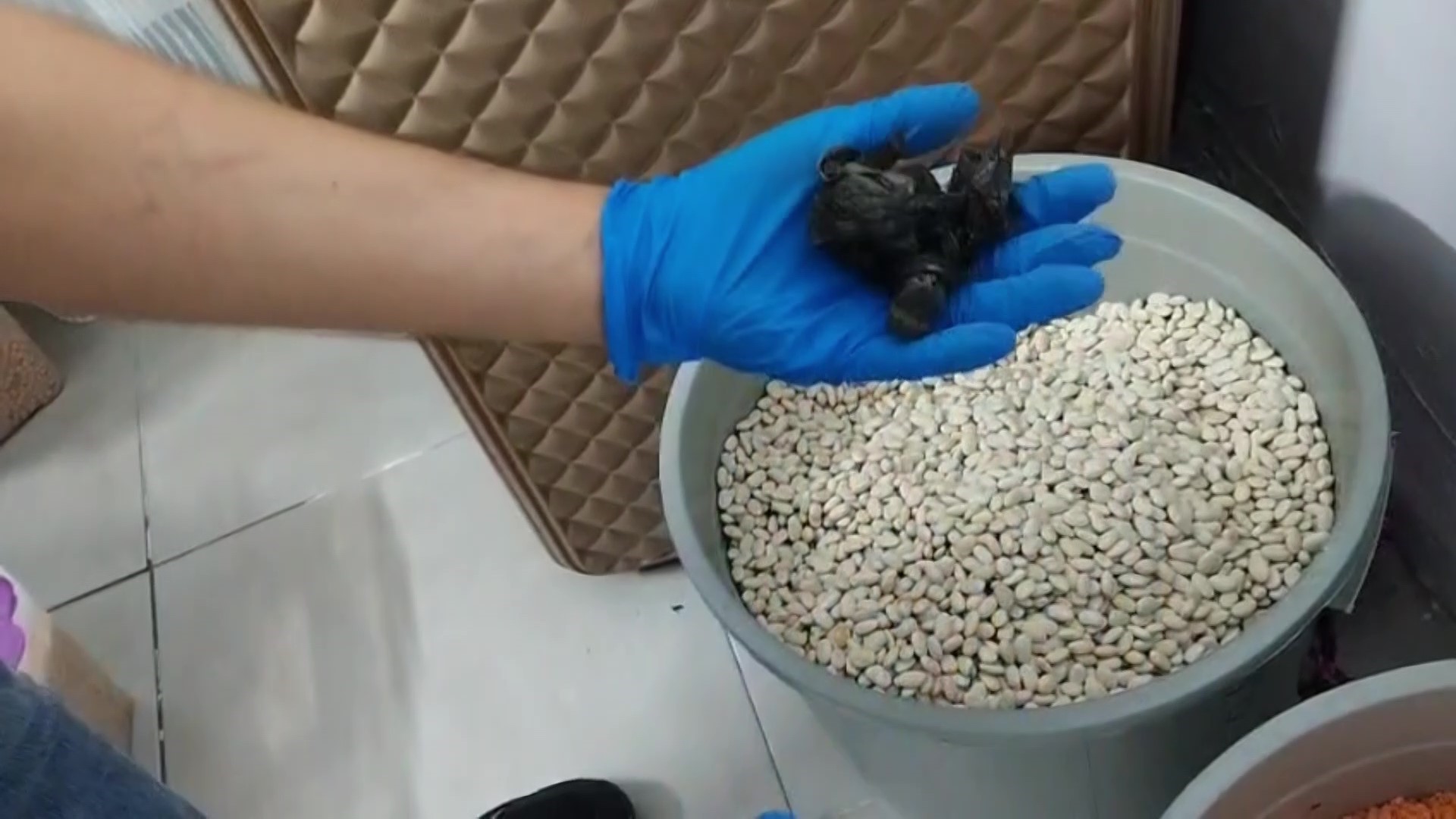 Fasulye Kovasından Bonzai Çıktı 6 Torbacı Tutuklandı (2)