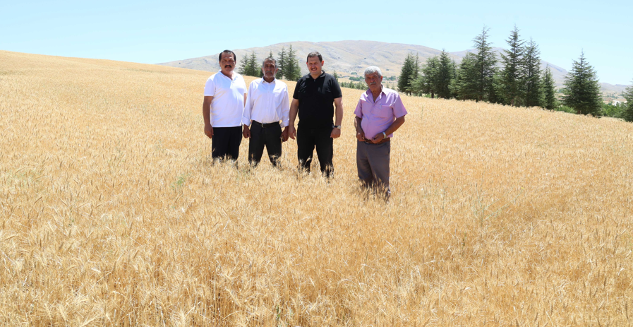 Halk Ekmek Için Tarladan Sofraya Buğday Hasadı Başladı (1)-1