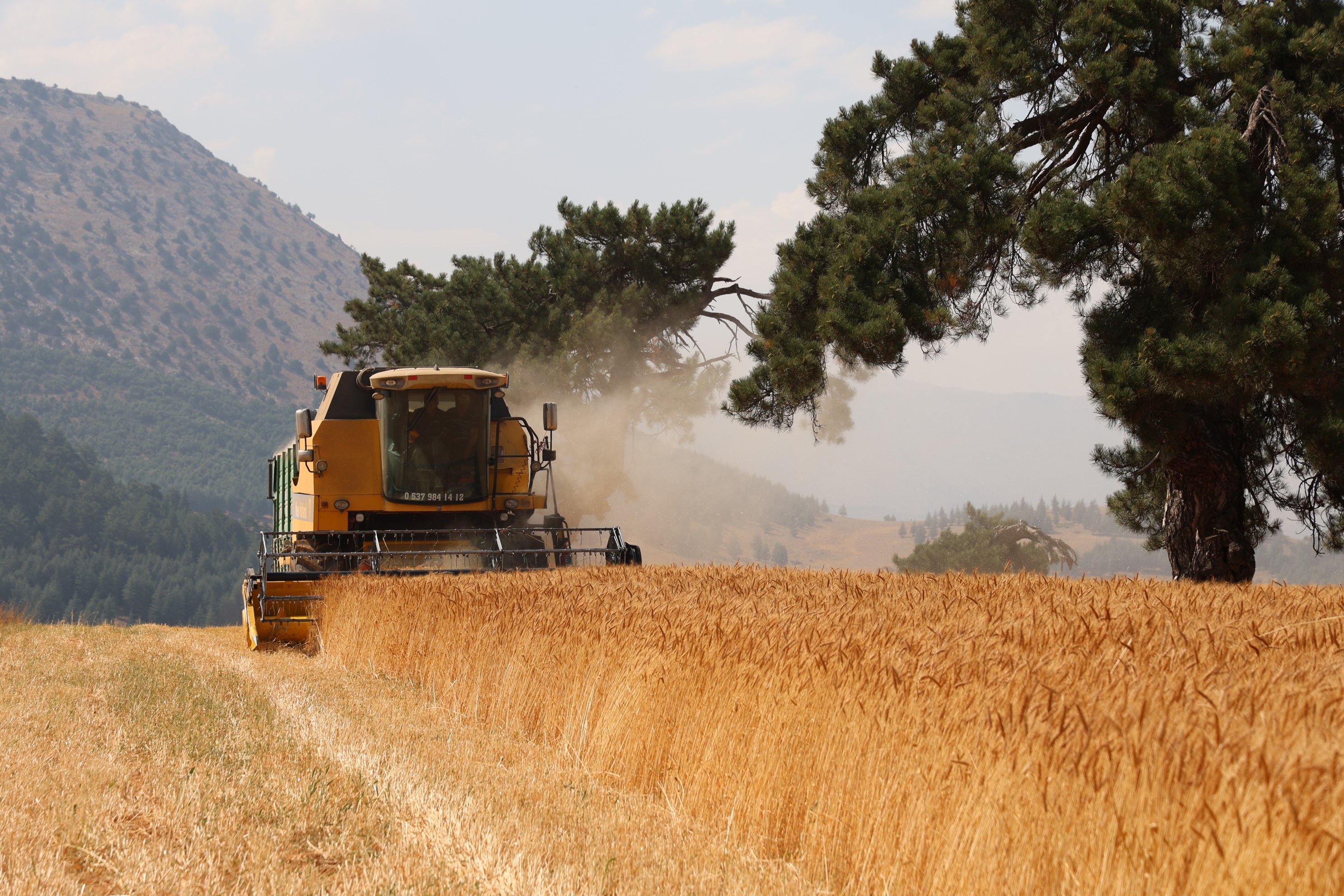 Saimbeylide Yerli Tohumu Bugday Rekoru Boş Tarlalar Altına Önüştü (4)