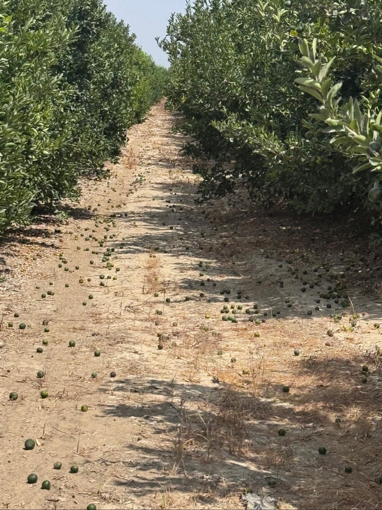 Son 95 Yılın En Sıcak Günü Narenciye Ve Sebzeler Adana Ovası’nda Yandı (2)