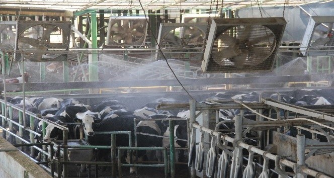 Veteriner Odası’ndan Serinletme Uyarısı Aşırı Sıcaklar Süt Verimini Yüzde 50 Düşürebilir (1)