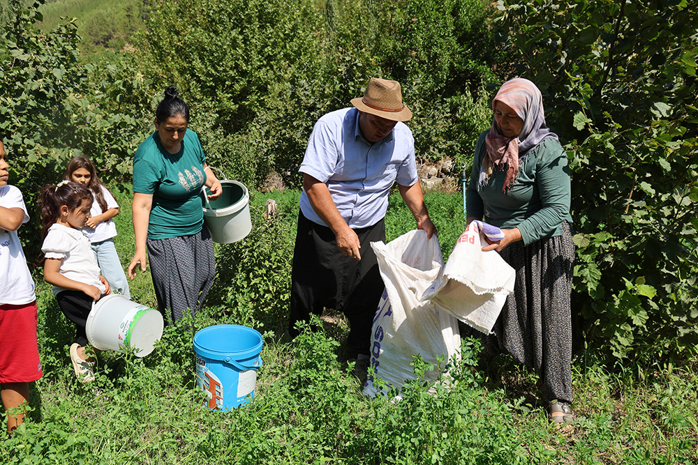 Adana’da Bir İlk Toroslarda Fındık Bahçesi Ürün Verdi (3)