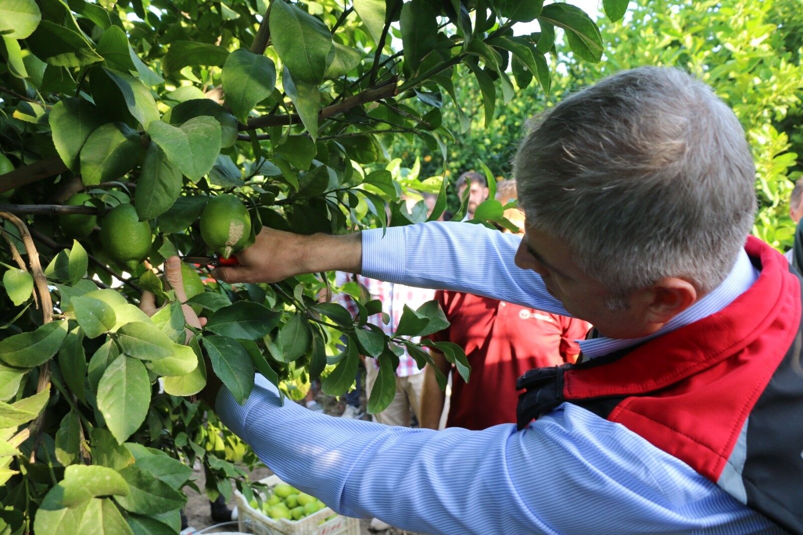 Adana’da Limon Hasadı Başladı (3)