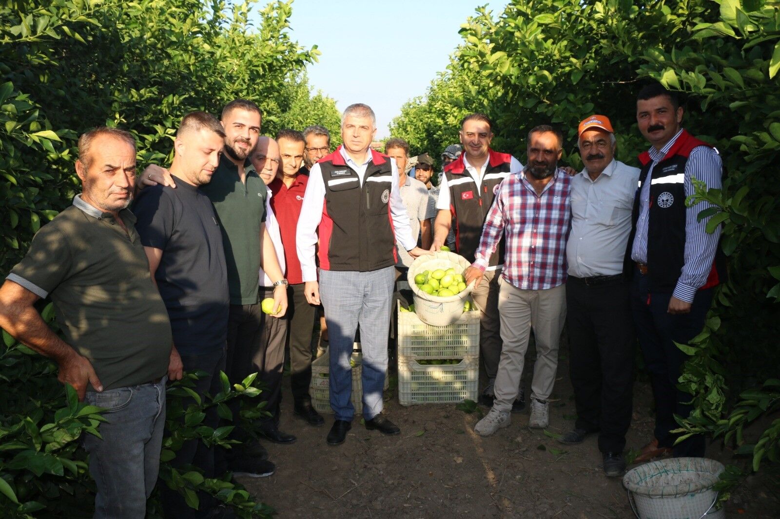 Adana’da Limon Hasadı Başladı (4)