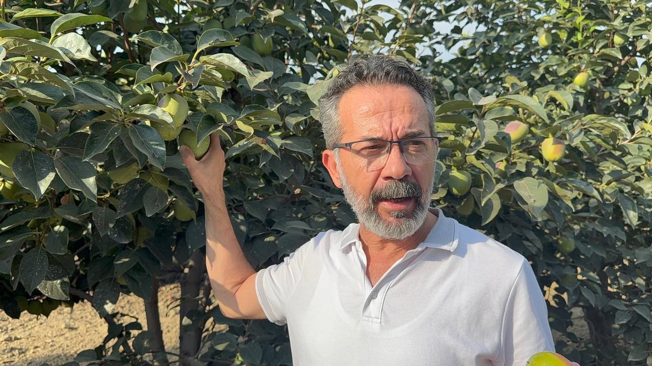 Cennet Hurması Bahçelerinde Akdeniz Meyve Sineği Alarmı (1)-1