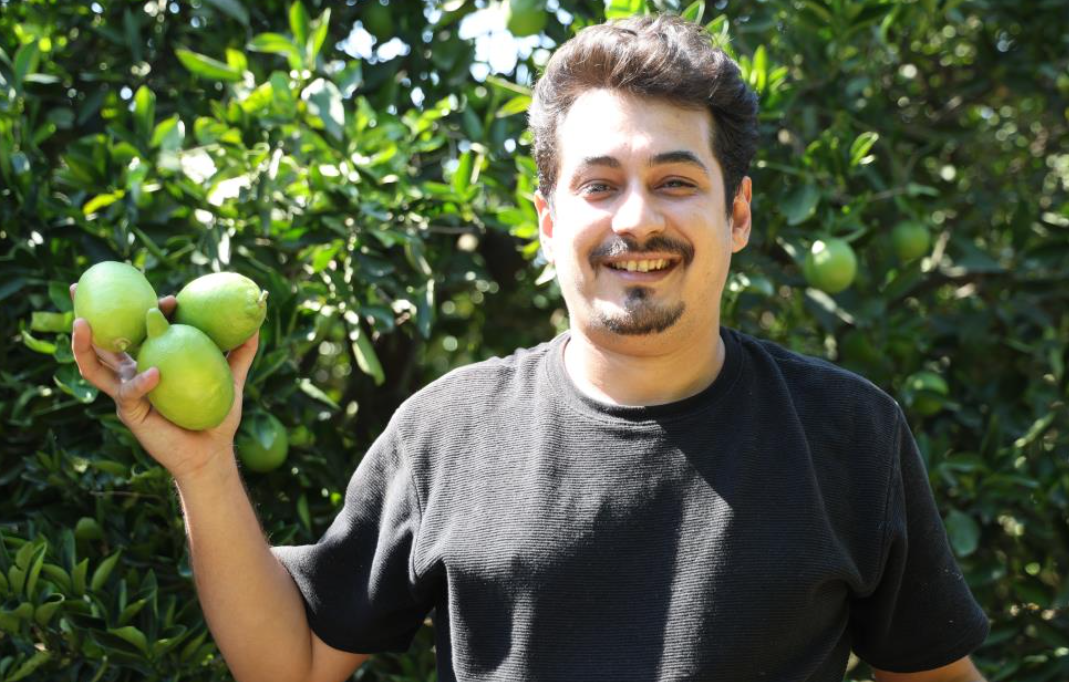 Çukurova’da Limon Hasadı Başladı Geçen Yıl 1 Tl Olan Limon Bu Yıl 20 Tl (2)