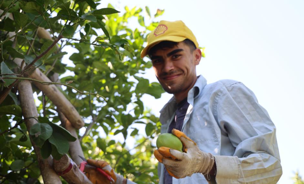 Çukurova’da Limon Hasadı Başladı Geçen Yıl 1 Tl Olan Limon Bu Yıl 20 Tl (3)