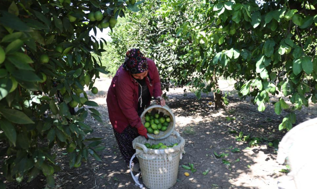 Çukurova’da Limon Hasadı Başladı Geçen Yıl 1 Tl Olan Limon Bu Yıl 20 Tl (4)
