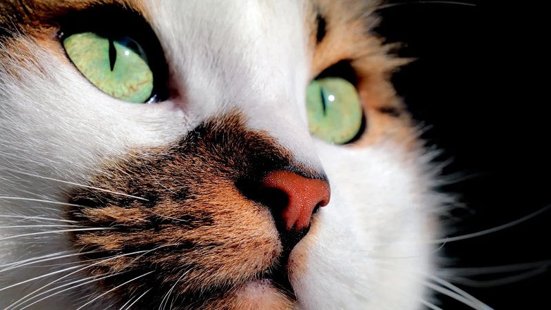 Kedi 2