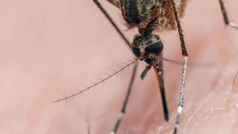 Sivrisineklerin Tasidigi Tehlikeli Virus Dunya Genelinde Yayiliyor 5Bqw