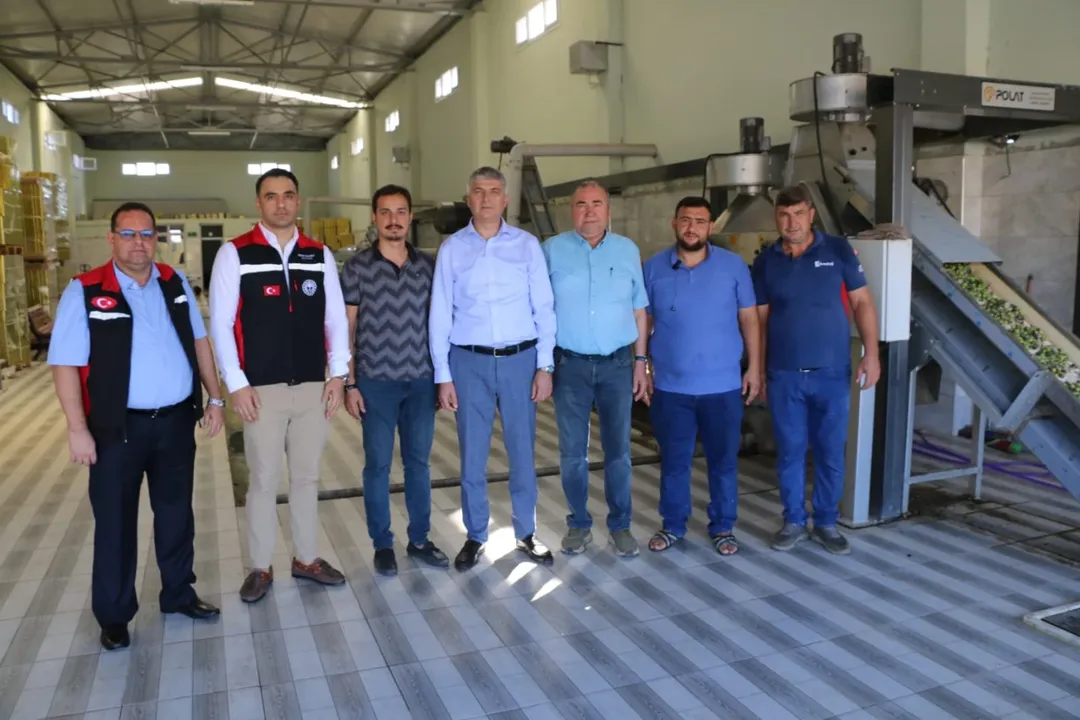 Yüreğir’de Zeytinyağı Tesislerinde Hasat Heyecanı Başladı (3)