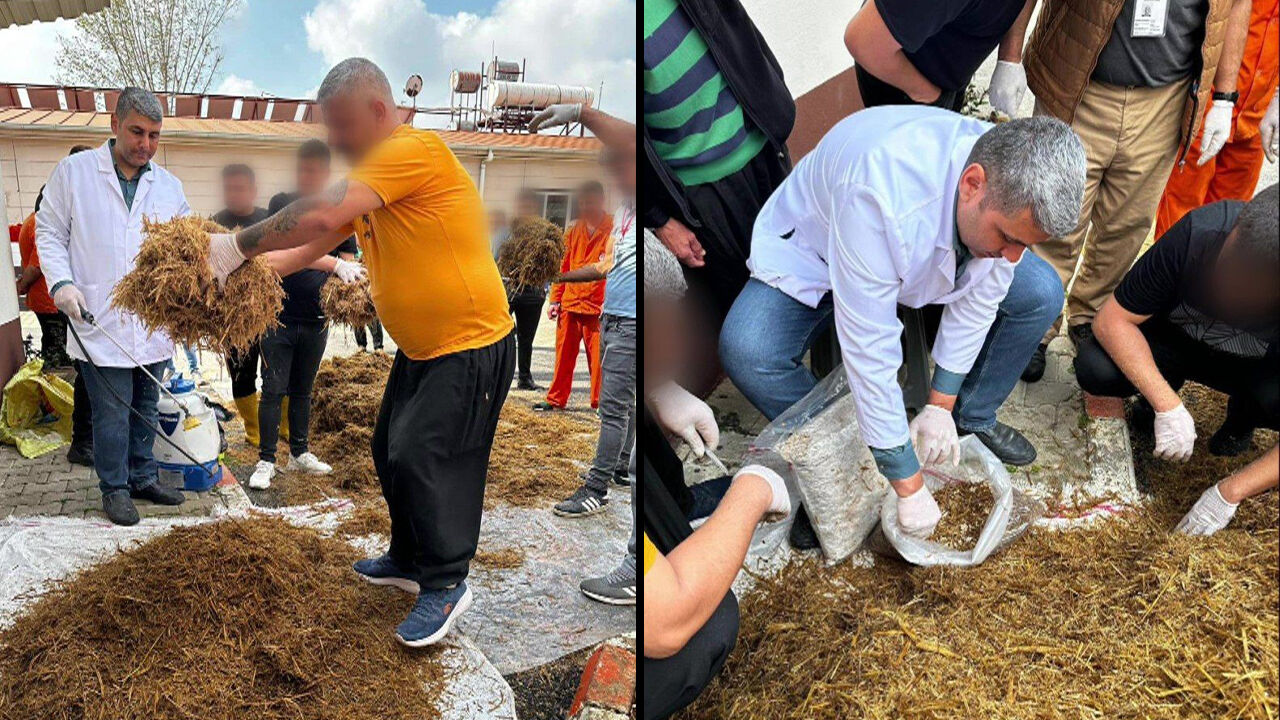 Adana'da Cezaevinde Kilosu 15 Bin Tl Olan Kırmızı Reishi Mantarı Üretildi