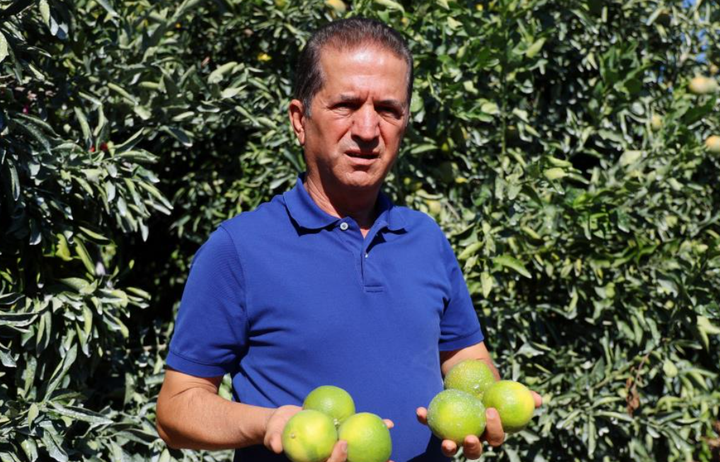 Adana’da Mandalinada Bereketli Hasat Rekolte 1 Milyon Tonu Aştı (1)