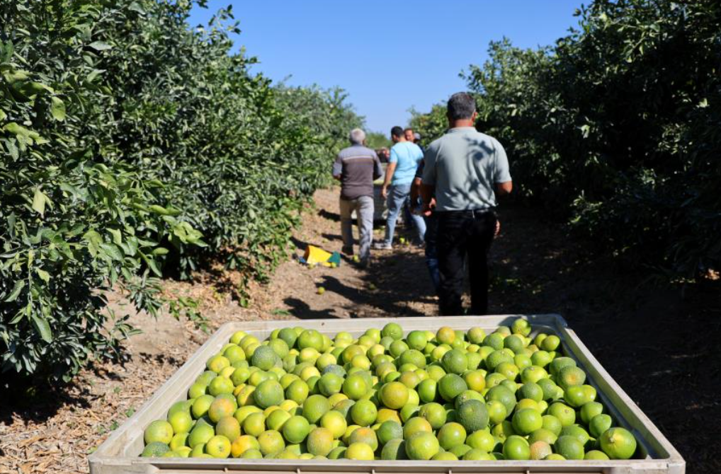 Adana’da Mandalinada Bereketli Hasat Rekolte 1 Milyon Tonu Aştı (3)