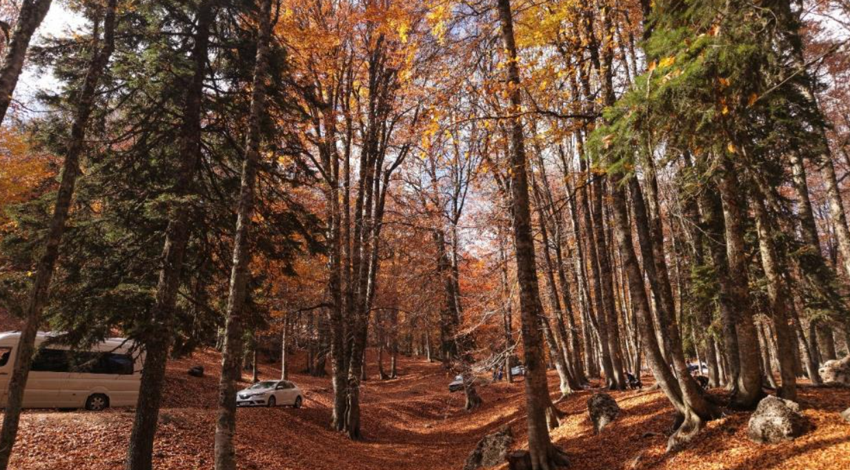 Adana’da Sonbahar Büyüsü Yirce Kayın Ormanları Renk Cümbüşüne Dönüştü (2)