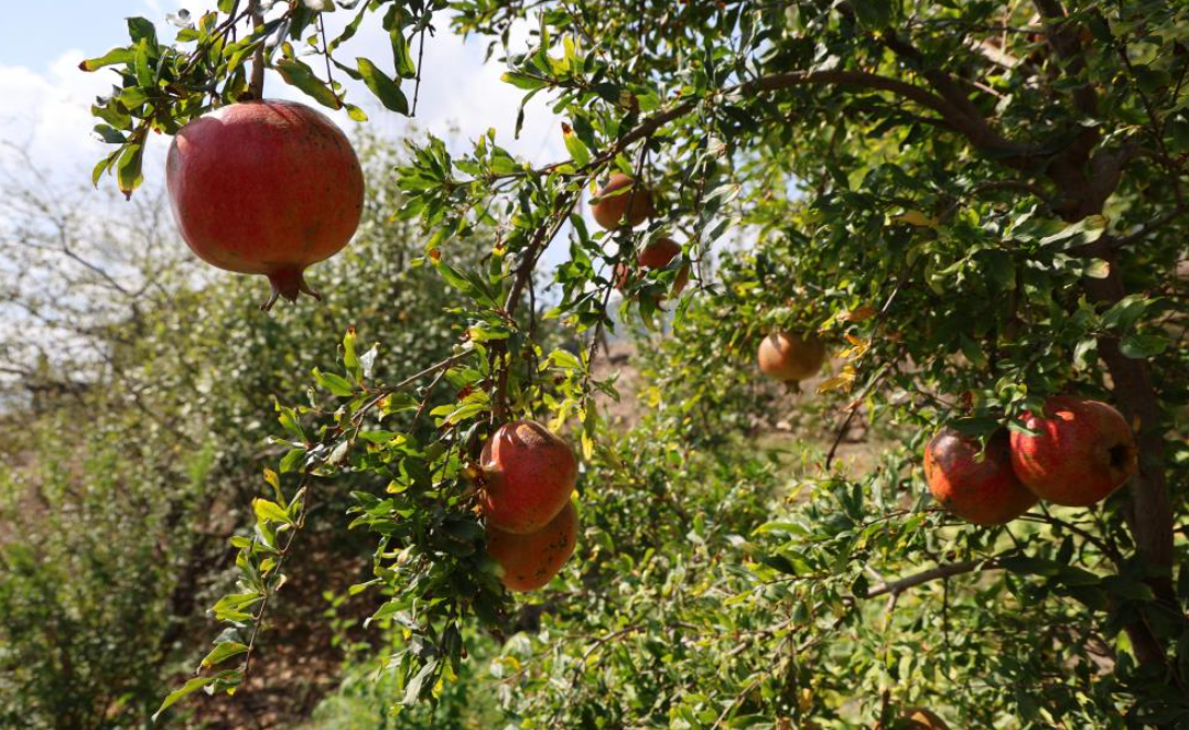 Adana’nın bu narı neden bu kadar özel? Tescilli Kuytucak Narı’nın sırrı ortaya çıktı