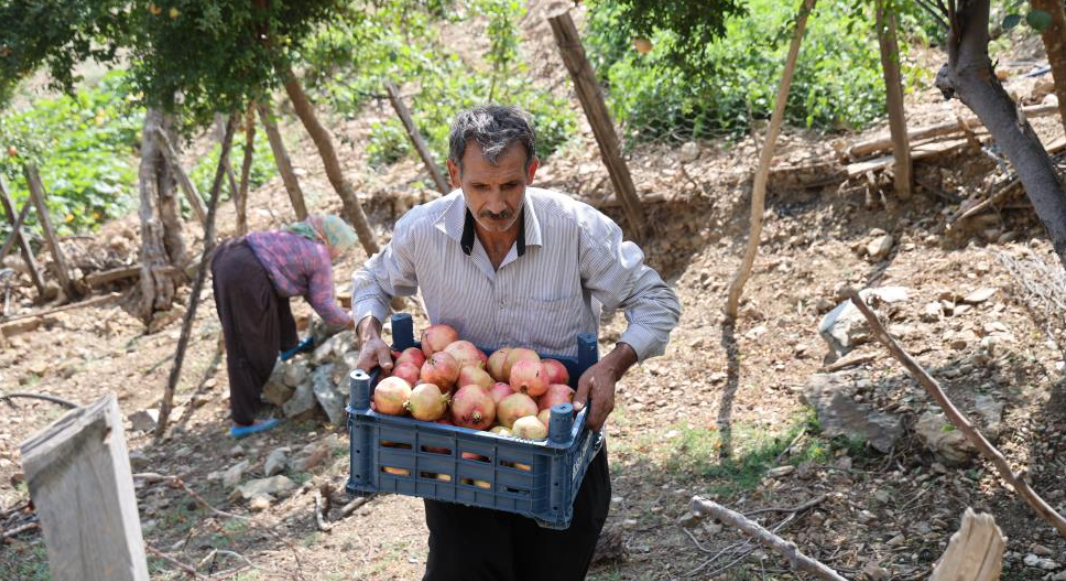 Kuytucak Narında Hasat Buruk Başladı Rekolte Don Vurdu, Fiyatlar 5 Kat Arttı (3)
