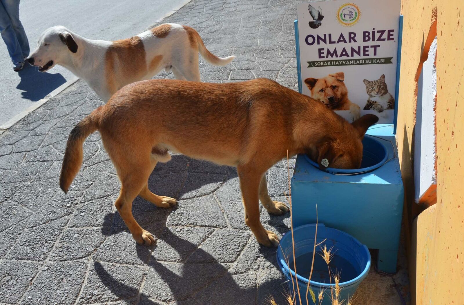 Veterinerler Hekimler Sokak Hayvanları Sorununa Katkı Koymaya Hazır (2)