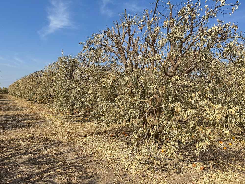 Adana’da Greyfurt Bahçeleri Dondu, Çiftçi Mağdur Oldu (2)