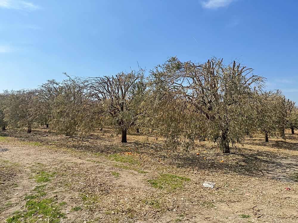 Adana’da Greyfurt Bahçeleri Dondu, Çiftçi Mağdur Oldu (3)