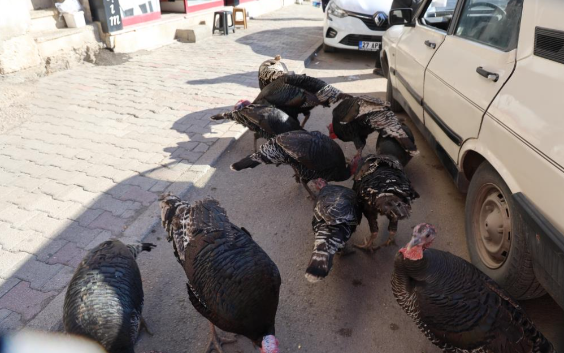 Adana’da Bu Da Oldu! Çarşının Ortasında Bakın Ne Gezdirdiler (1)