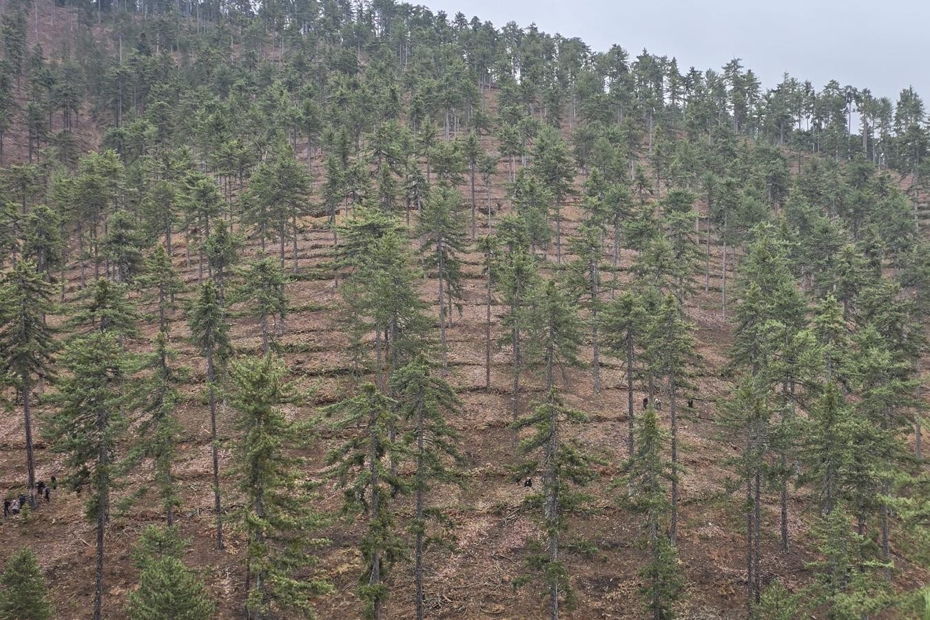 Adana’da 185 Hektarlık Orman Alanı Geleceğe Hazırlanıyor (4)