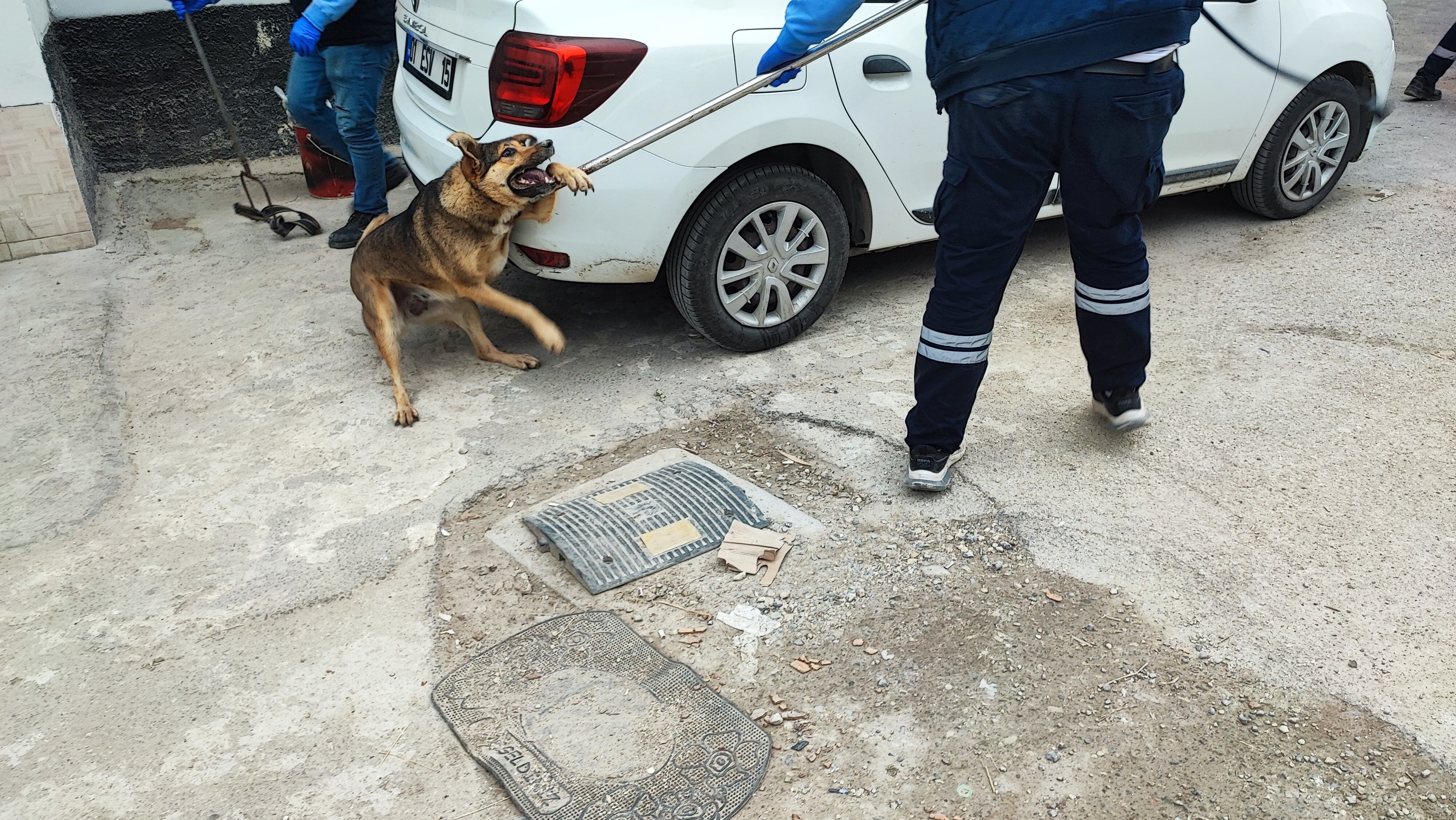 Adana’da Sokak Köpeği Tedirginliği Büyüyor (2)