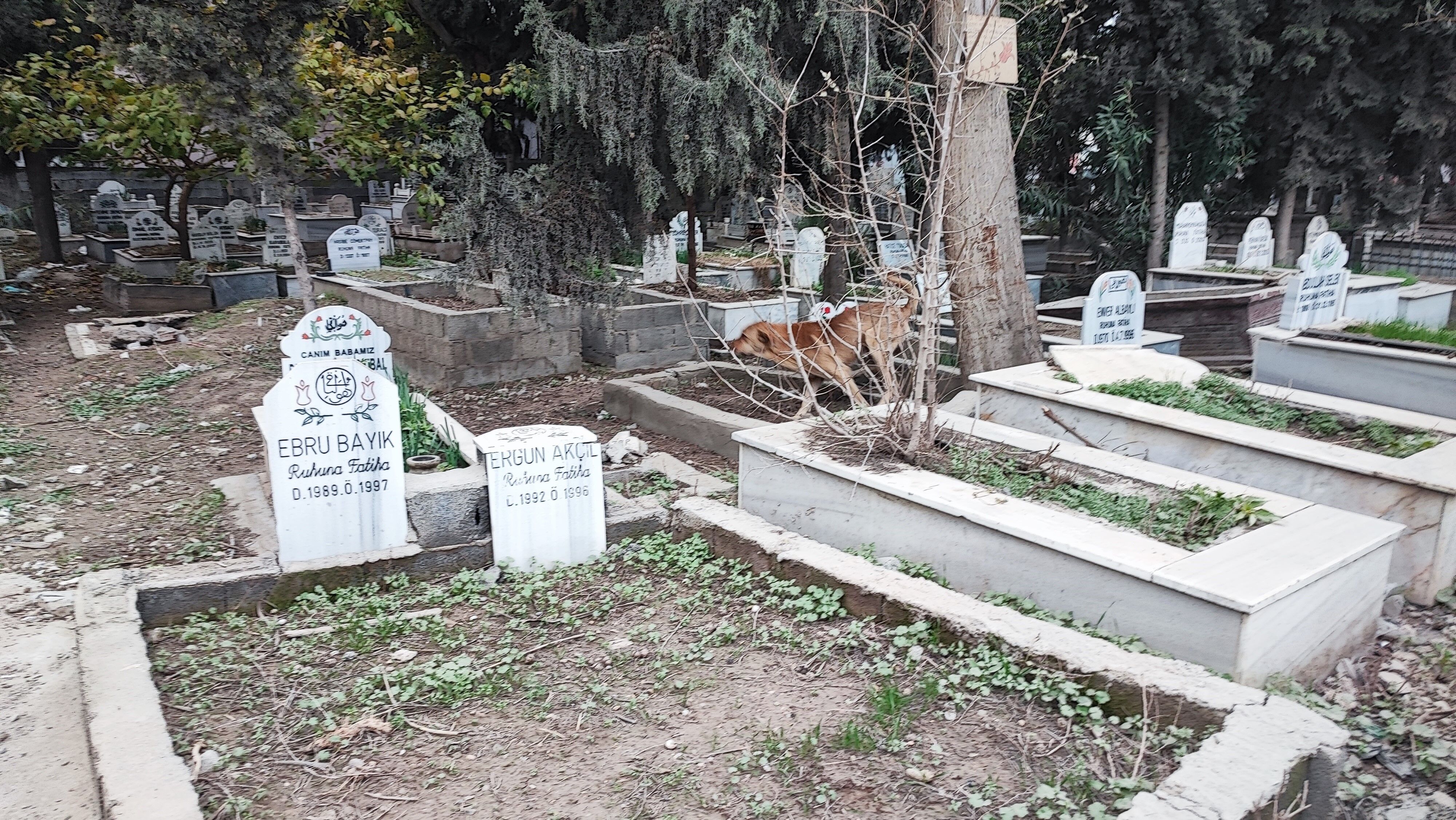 Adana’da Sokak Köpeği Tedirginliği Büyüyor (3)