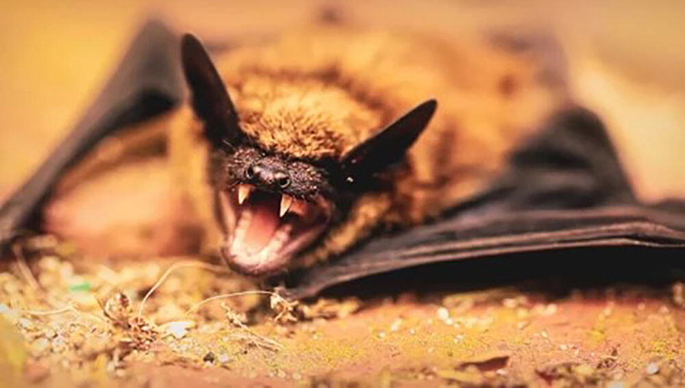 Nipah Virüsü (3)-1