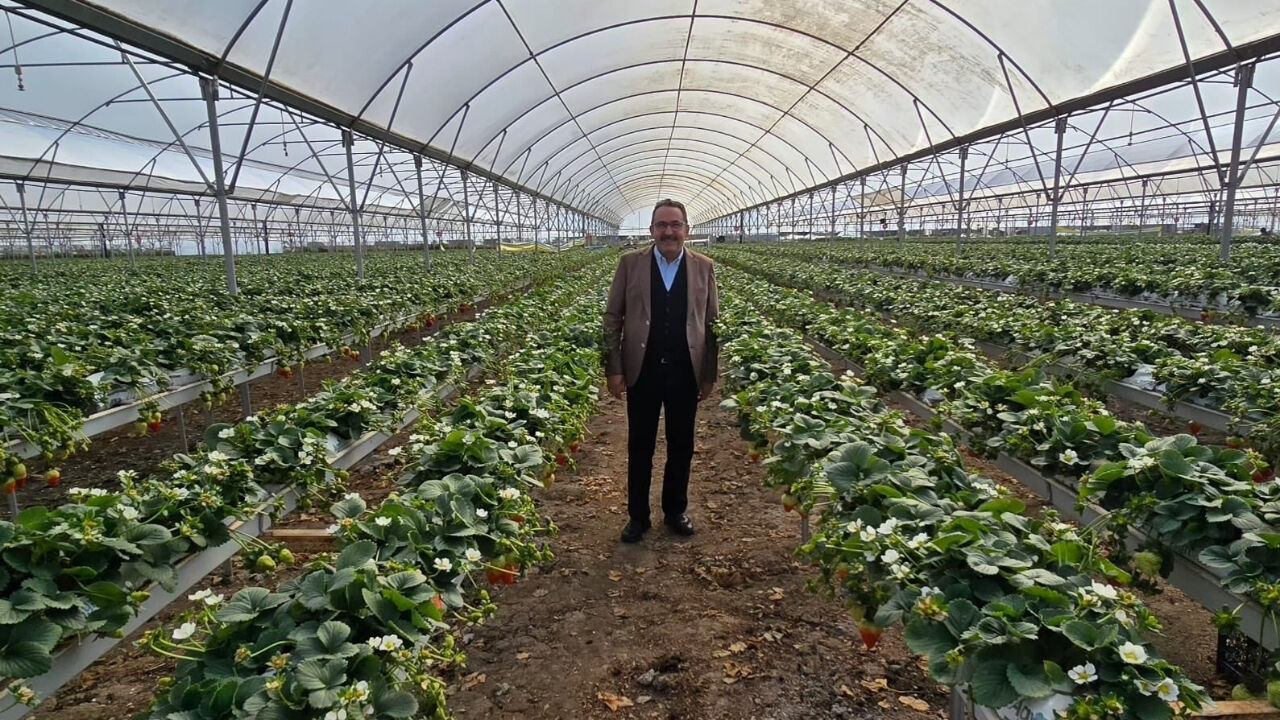 Adana Çileği Dünyaya Açılıyor Milletvekili Doğru, Katma Değerli Tarımın Kalbinde! (2)