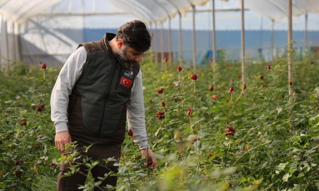 Adana'da Zirai Don Gül Üretimini Vurdu Güller Dallarında Kuruyup Kaldı (2)