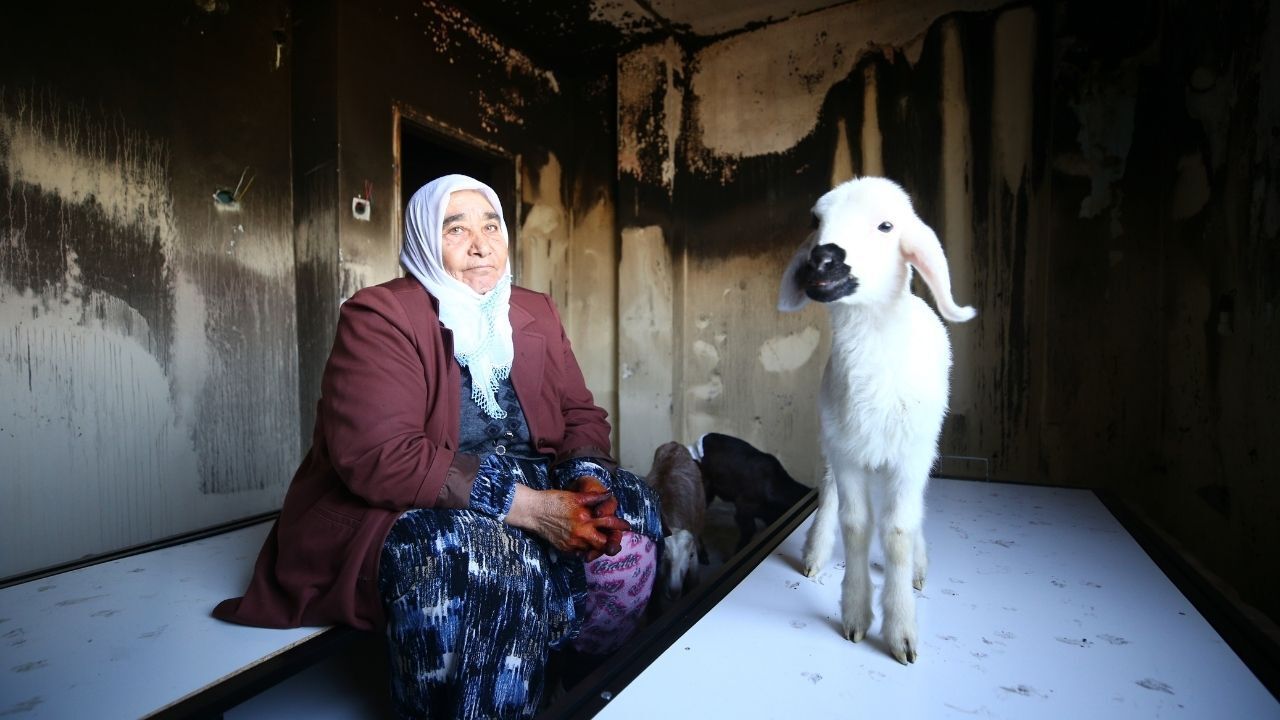 Şehit Annesinin Kuzuları Yangından Kurtarıldı (3)