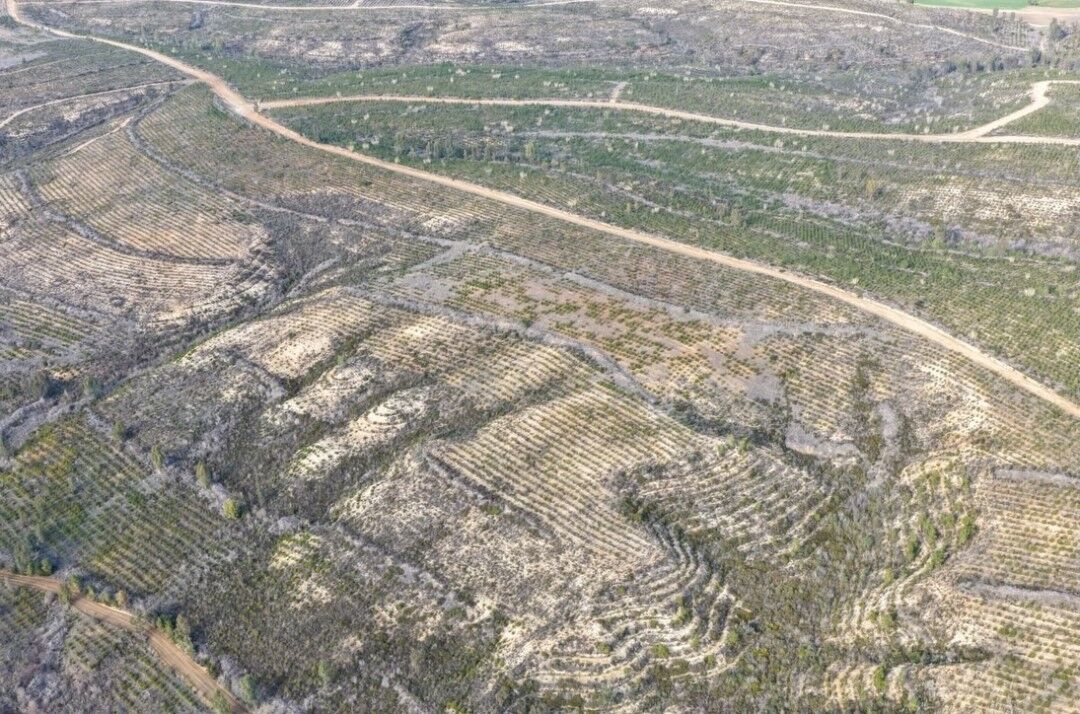 Adana’da Dev Ağaçlandırma 1 Milyon 200 Bin Fidan Dikildi (2)