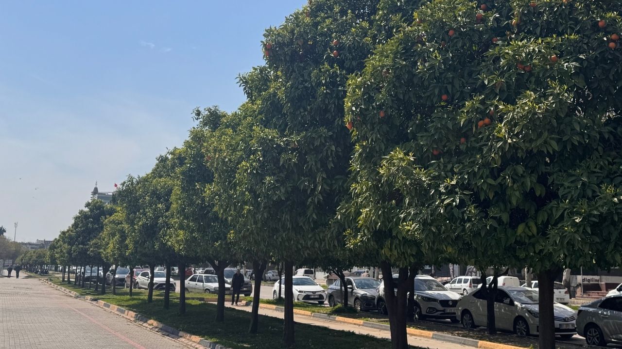 Adana’da Portakal Çiçeği Karnavalı Öncesi Doğa Canlandı