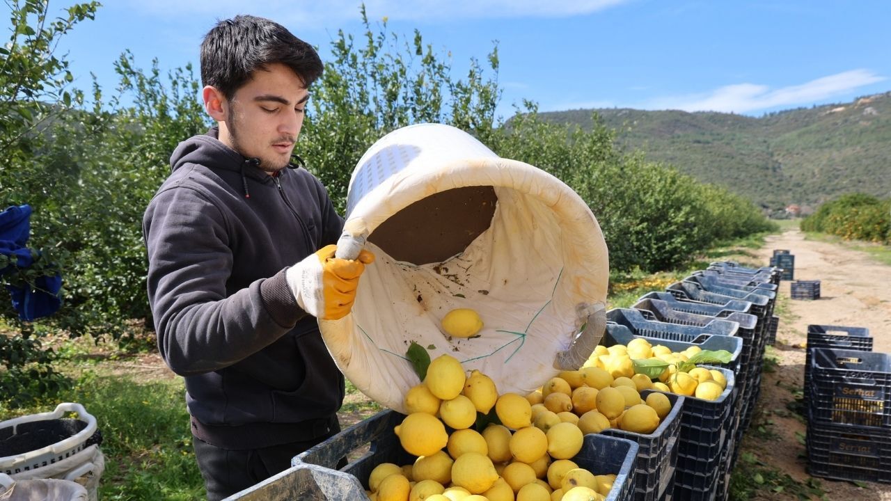Kozan’da Limon Altınla Yarışıyor! Dalında 60 Tl (1)